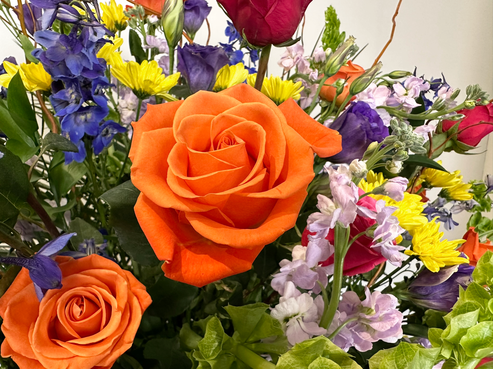Vibrant Delight-Premium